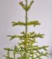 Preview: Antique goose feather tree / feather tree with old christmas tree decorations, 128 cm