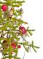 Preview: Antique goose feather tree / feather tree with old christmas tree decorations, 128 cm
