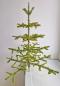 Preview: Antique goose feather tree / feather tree with old christmas tree decorations, 128 cm