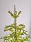 Preview: Antique goose feather tree / feather tree with old christmas tree decorations, 128 cm