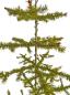 Preview: Antique Goose Feather Tree, 100 cm, ~1940
