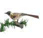 Preview: Glasornament,  Vogel auf Zwicker, ~ 1920