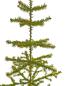 Preview: Antique Goose Feather Tree, 100 cm, ~1940