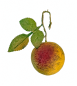 Preview: Frucht  aus Watte um 1920