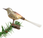 Preview: Singvogel auf Zwicker, Lauscha um 1930