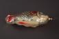 Preview: Fish, Carp, ca. 1950