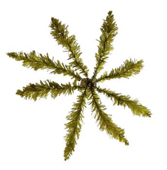 Antike Palme für Weihnachtskrippe
