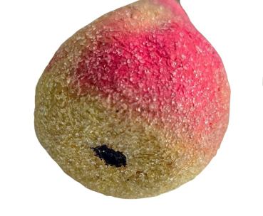 Spun cotton fruit / pier, ca. 1930