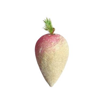 Preview: Rettich aus Watte um 1920