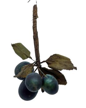 Plums, ~ 1880 / 1900