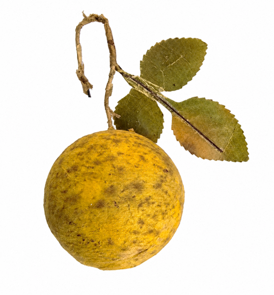 Frucht  aus Watte um 1920