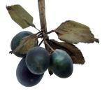 Plums, ~ 1880 / 1900